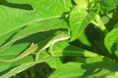 Heliopsis yaprakları üzerinde yeşil anol kertenkelesi