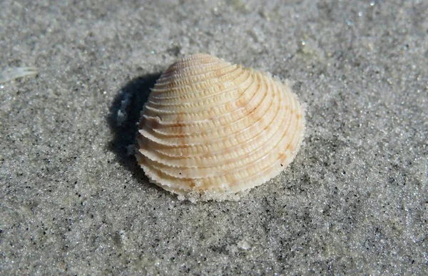 플로리다주 해변에 조개껍데기 — 스톡 사진