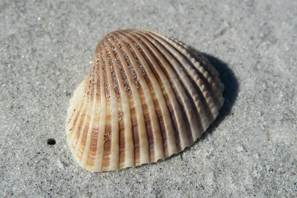 Primo Piano Conchiglia Marrone Sulla Sabbia Nella Spiaggia Della Florida — Foto Stock