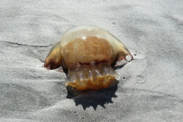 佛罗里达州大西洋沿岸沙滩上的水母 特写镜头 — 图库照片