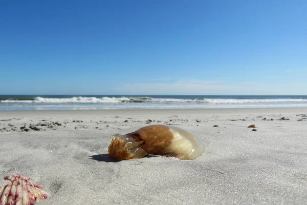 Jellyfish Florida Beach Ocean Sky Background — Stock Photo, Image