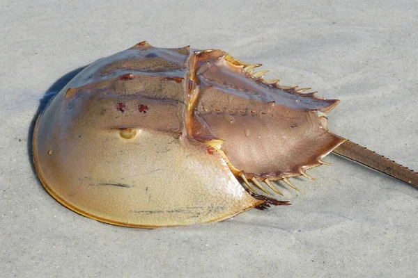Crabe Fer Cheval Sur Sable Plage Floride Gros Plan — Photo