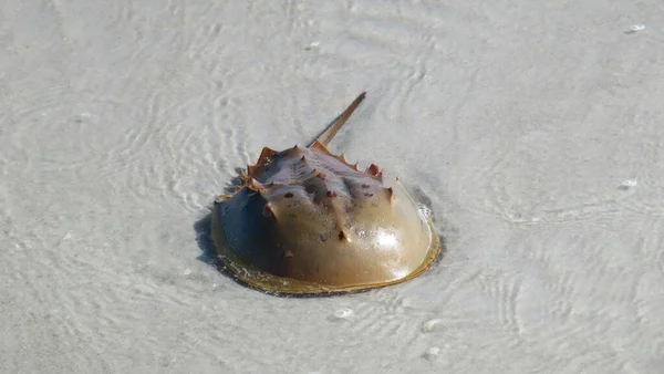 Crabe Fer Cheval Dans Une Eau Peu Profonde Sur Plage — Photo