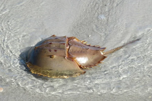 Crabe Fer Cheval Dans Une Eau Peu Profonde Sur Plage — Photo