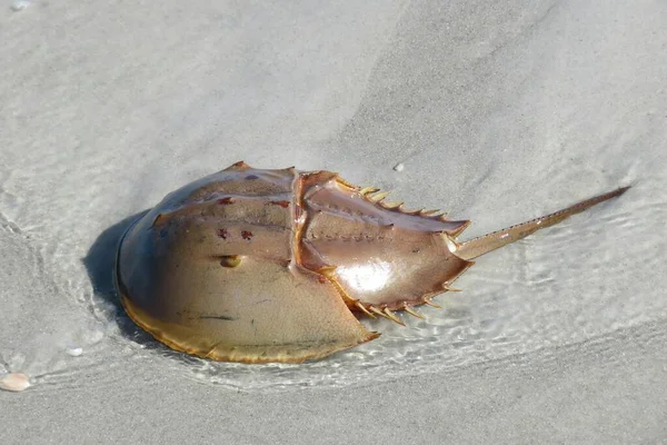 Crabe Fer Cheval Dans Une Eau Peu Profonde Sur Plage — Photo