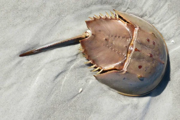 Horseshoe Crab Sand Florida Beach — Stock Photo, Image