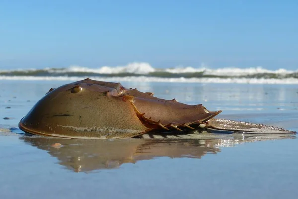 Closeup Horseshoe Crab Atlantic Coast Florida — Stock Photo, Image