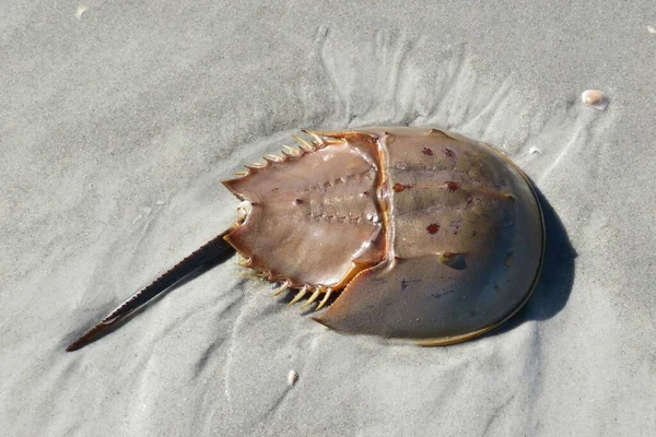 Crabe Fer Cheval Sur Sable Plage Floride — Photo