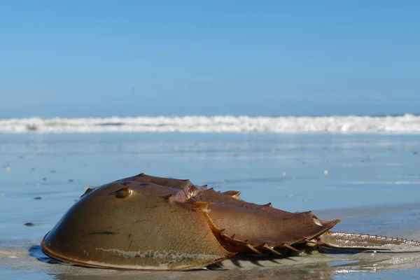 Closeup Horseshoe Crab Atlantic Coast Florida — Stock Photo, Image