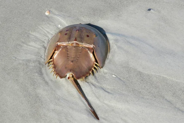 Crabe Fer Cheval Sur Sable Plage Floride — Photo