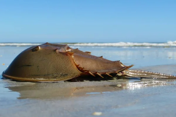Closeup Horseshoe Crab Atlantic Coast Florida — Stock Photo, Image