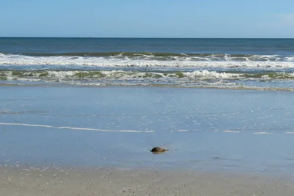 Краб Підкови Узбережжі Атлантичного Океану Пляжі Флориди — стокове фото