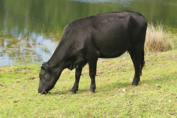 Bull Grazes Pond Natural Background — Stock Photo, Image