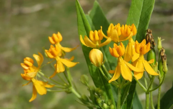 Orange Asclepias Tuberosa Blommor Närbild — Stockfoto