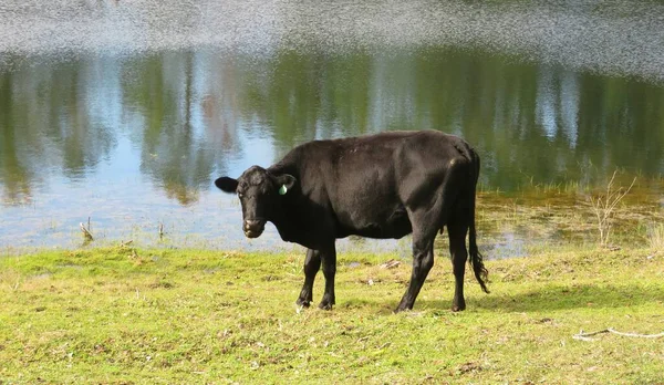 Taureau Broute Près Étang Sur Fond Naturel — Photo