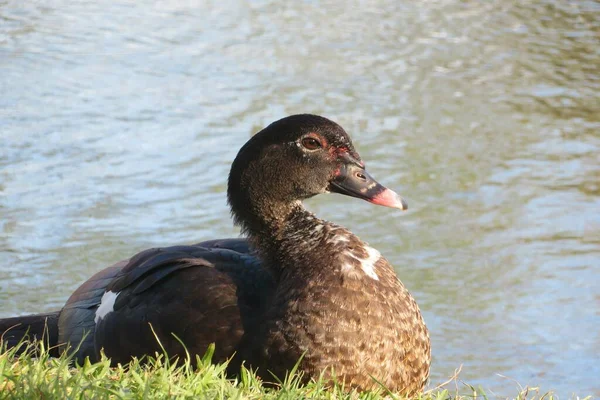 Močovitá Kachna Říčním Vodním Pozadí — Stock fotografie