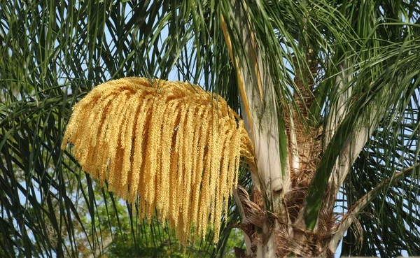 Palm tree with blooming yellow flower on sky background