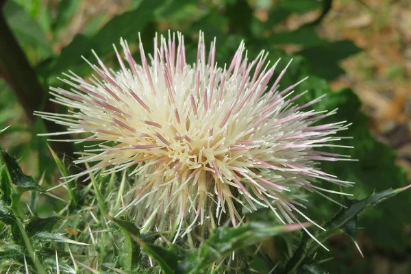 Thistle Plant Florida Wild Natural Background Closeup — Stock Photo, Image