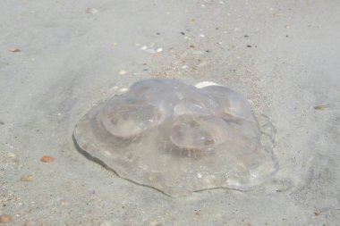 Florida sahilinde doğal kum arka planında şeffaf denizanası.