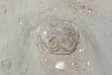 Florida sahilinde doğal kum arka planında şeffaf denizanası.