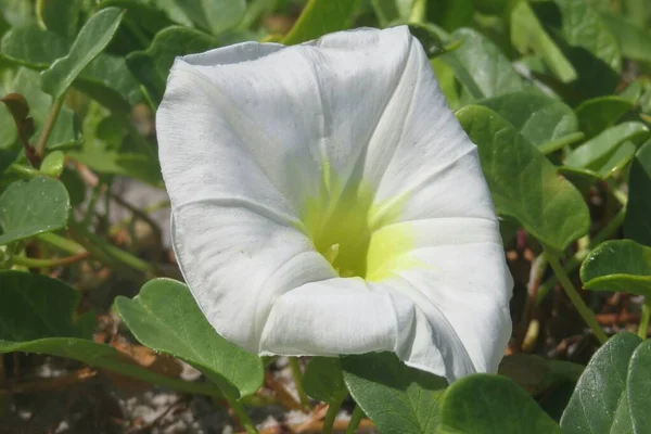 Primer Plano Hermosa Flor Blanca Gloria Mañana Las Dunas Florida —  Fotos de Stock