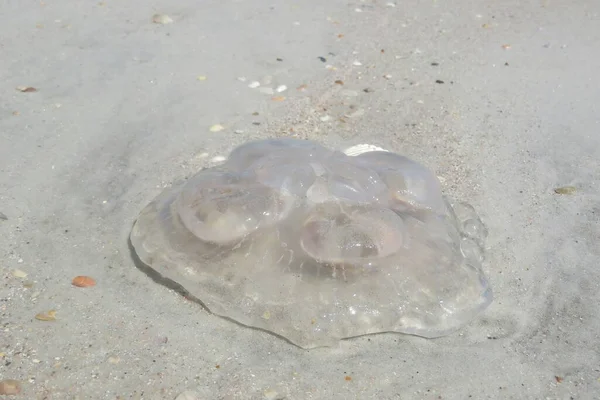 Florida sahilinde doğal kum arka planında şeffaf denizanası.