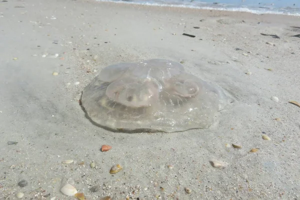 天然沙地背景下佛罗里达海滩透明水母 — 图库照片