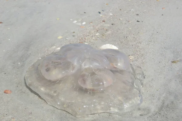 天然沙地背景下佛罗里达海滩透明水母 — 图库照片