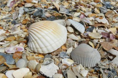 Florida sahilinde güzel deniz kabukları, yakın çekim.