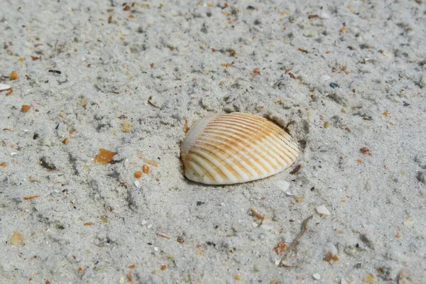 Primo Piano Bella Conchiglia Gialla Sulla Spiaggia Della Florida — Foto Stock