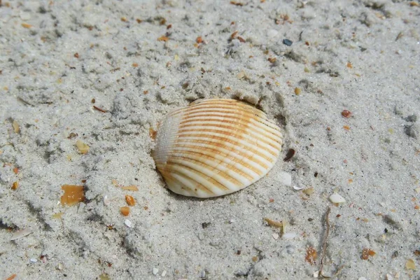 Zbliżenie Pięknej Żółtej Muszli Plaży Florydzie — Zdjęcie stockowe