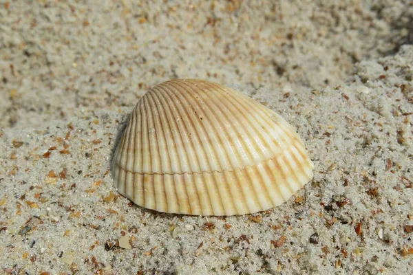 Primo Piano Bella Conchiglia Gialla Sulla Spiaggia Della Florida — Foto Stock