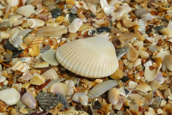 Bellissime Conchiglie Sfondo Sulla Spiaggia Della Florida — Foto Stock