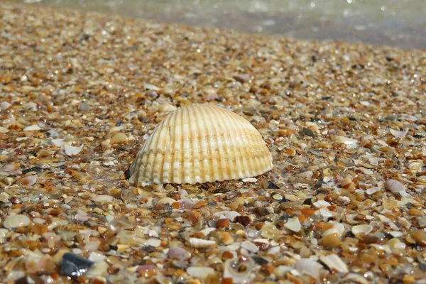 Gyönyörű Kagyló Floridai Parton Közelkép — Stock Fotó