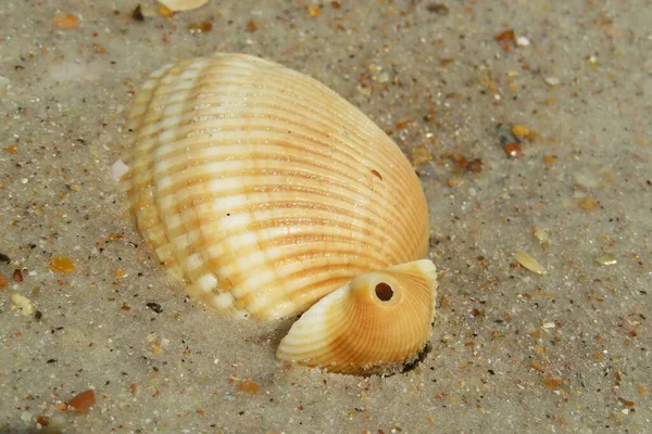Conchiglie Gialle Sulla Sabbia Nella Spiaggia Della Florida — Foto Stock
