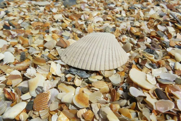 Conchiglia Beige Sulla Spiaggia Della Florida Conchiglie Naturali Sfondo — Foto Stock