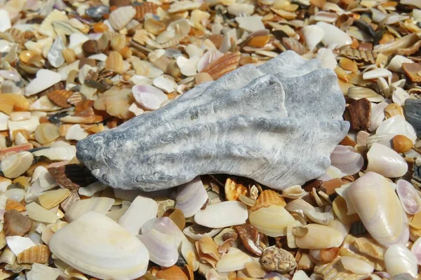 Bellissimo Sfondo Conchiglia Grigia Pietre Sulla Spiaggia Della Florida — Foto Stock