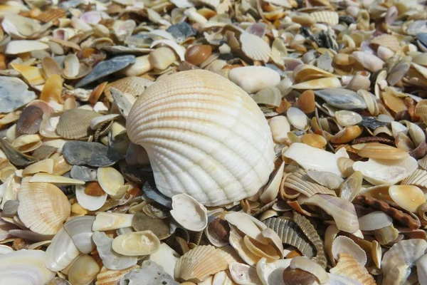 Beautiful Seashells Florida Beach Closeup — Stock Photo, Image