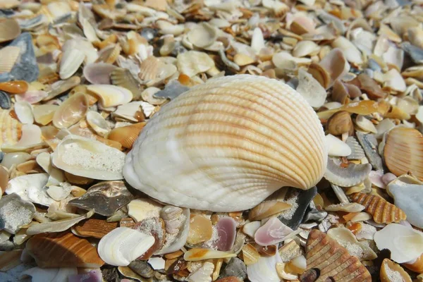 Beautiful Seashells Florida Beach Closeup — Stock Photo, Image