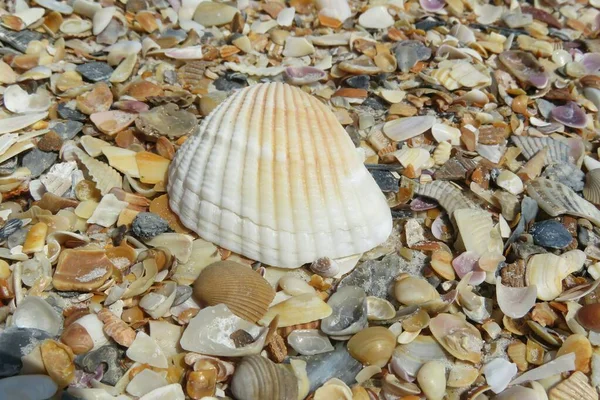 Belle Conchiglie Sulla Spiaggia Della Florida Primo Piano — Foto Stock