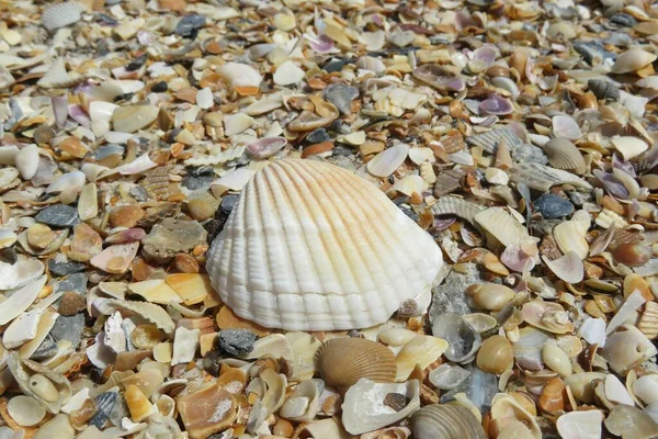 Gyönyörű Kagylók Florida Beach Közelkép — Stock Fotó