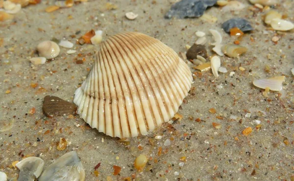 Conchiglia Beige Sulla Sabbia Della Spiaggia Della Florida — Foto Stock