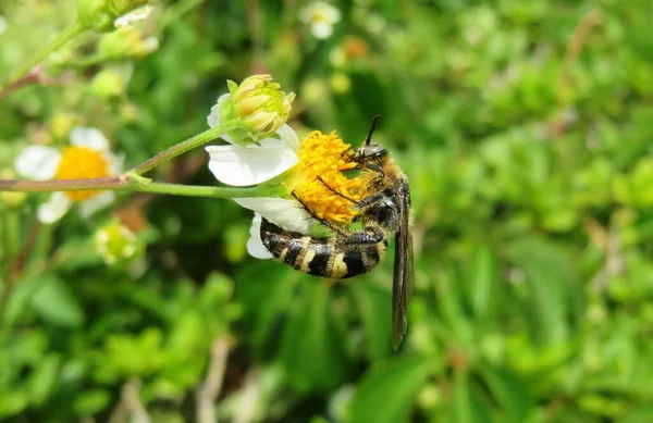 Guêpe Tropicale Sur Fleur Floride Sauvage — Photo