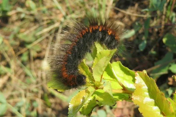 Woolly Hairy Tiger Caterpillar Plant Garden — Stock Photo, Image