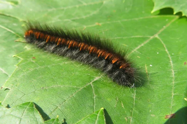 Schöne Garten Tiger Motte Raupe Oder Wollbär Auf Grünen Blättern — Stockfoto