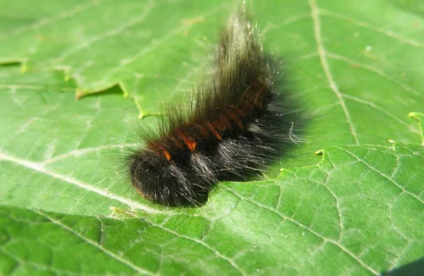 Mooie Tuin Tijger Mot Rups Wollige Beer Groene Bladeren Achtergrond — Stockfoto