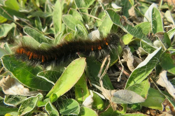 Behaarte Tigerraupe Arctia Caja Auf Gras Garten — Stockfoto