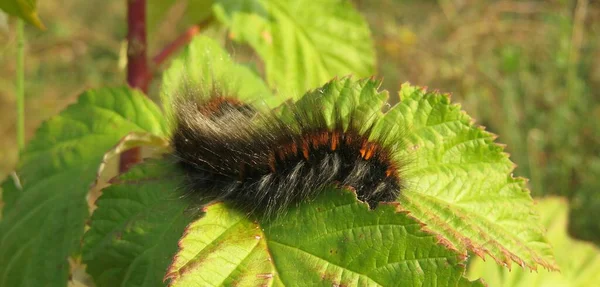 Primer Plano Oruga Oso Lanudo Jardín Sobre Hojas Frambuesa Polilla —  Fotos de Stock