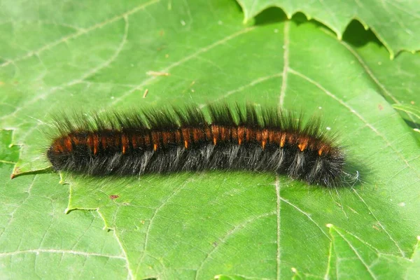 Beautiful Garden Tiger Moth Caterpillar Woolly Bear Green Leaves Background Stock Photo