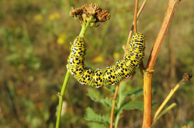 Sarı mullein güve tırtılı (Cucullia verbasci) vahşi doğada